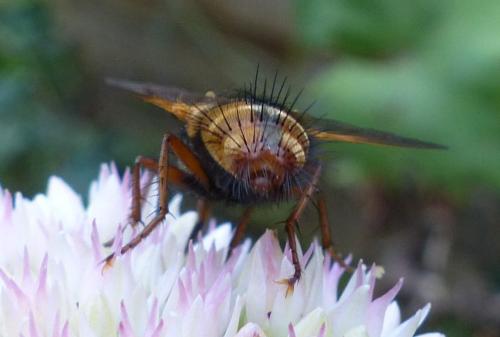 Réf. 190 643 : Tachina fera
